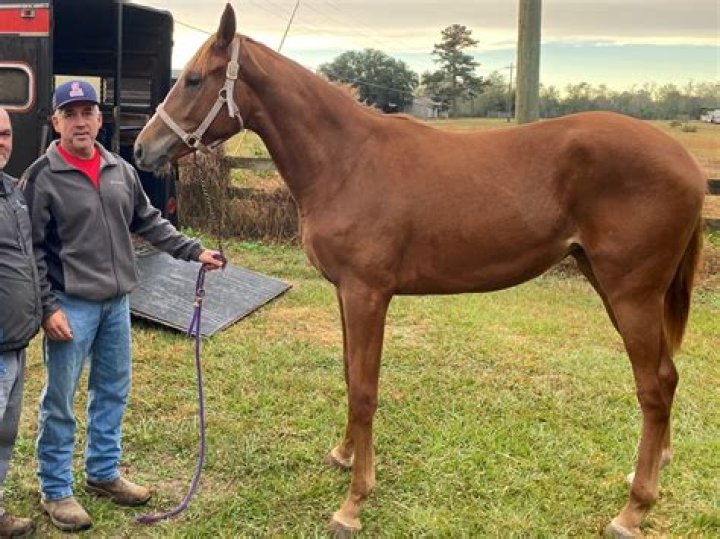 Discover The Healing Power Of Horses At Magnolia Grace Ranch